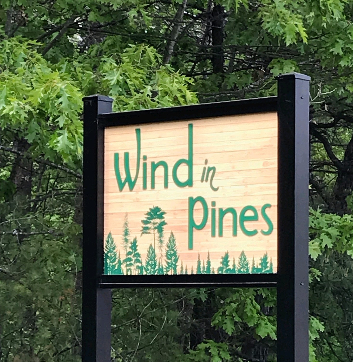 Wind in Pines